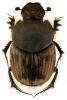 Onthophagus maki